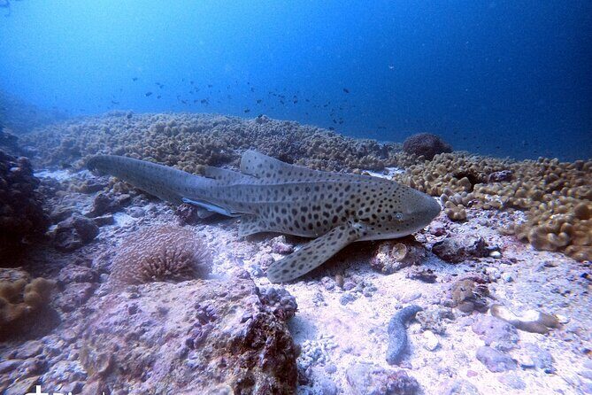 Scuba Diving Trips to Dimaniyat Islands - Daymaniyat Islands: why this outing works from Muscat