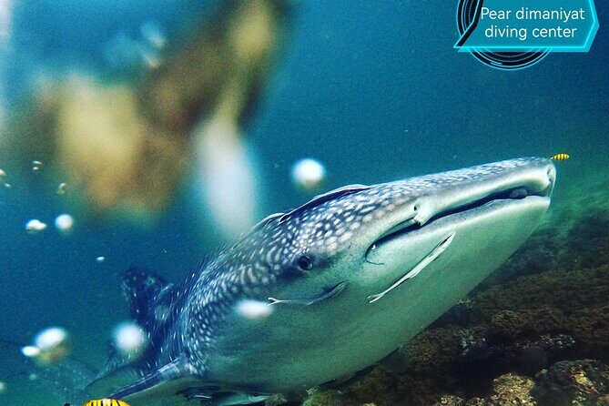 Scuba Diving Trips to Dimaniyat Islands - For who this trip fits best (and who might want something else)