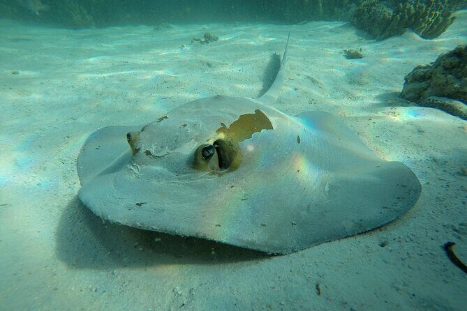 Snorkeling Adventure to Daymaniat Islands - Key things I’d circle before you go