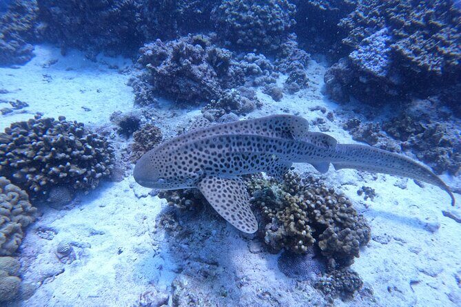 Snorkeling Adventure to Daymaniat Islands - Two snorkeling locations: what you can see and why guides matter