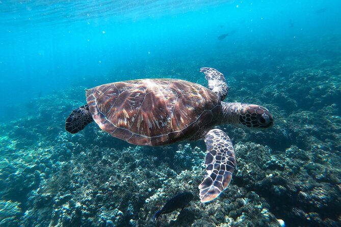 Snorkeling Adventure to Daymaniat Islands - What’s included on board: snorkel gear, lunch style, and food you’ll actually like