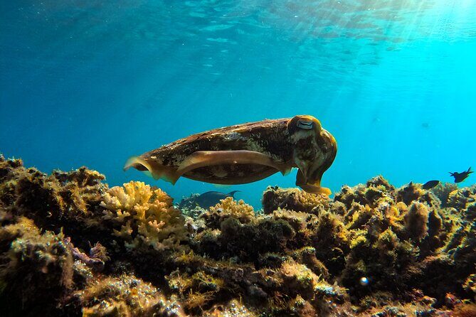 Snorkeling Experience at Ad Daymaniyat Islands in Muscat - The Crew Makes or Breaks It: Assaad and Safety That Feels Relaxed