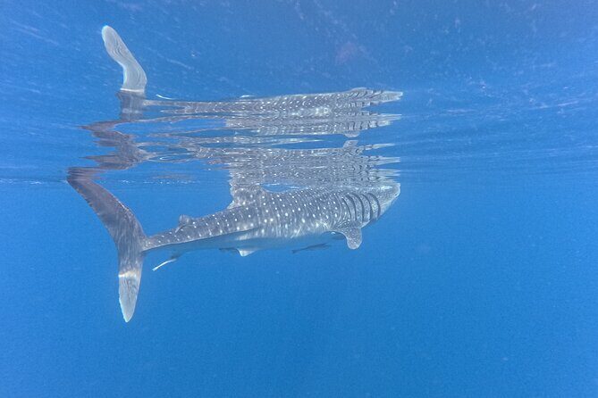 Snorkeling Experience at Ad Daymaniyat Islands in Muscat - Why the Price Can Make Sense for Muscat: $99 for Wildlife + Small-Group Time