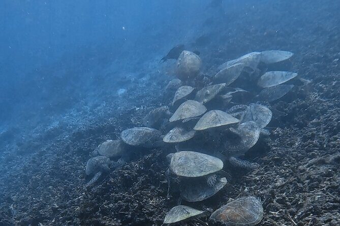 Snorkeling Experience at Ad Daymaniyat Islands in Muscat - Practical Tips So You Get the Most Out of Your 4 Hours