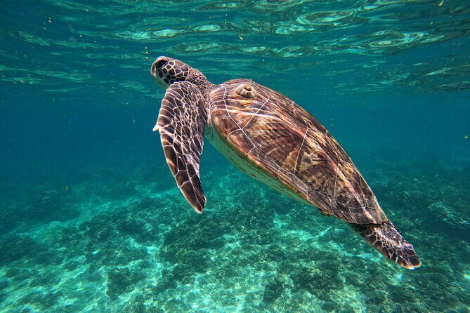 Snorkeling in Daymaniat Island - Entering the experience: Muscat start at Al Mouj Marina