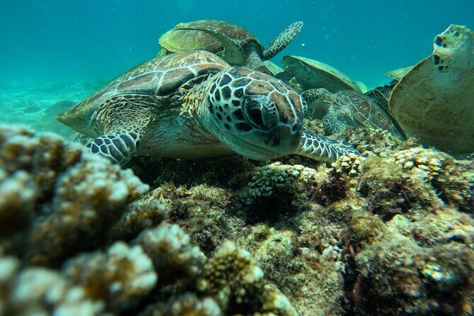 Snorkeling in Daymaniat Island - What you’ll do in the water at Daymaniat Island