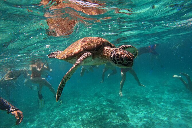 Snorkeling in Daymaniat Island - Winter bonus: beaches, extra snorkeling, hiking, and beaching