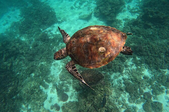 Snorkeling in Daymaniat Island - Group size and staffing: why max 15 helps