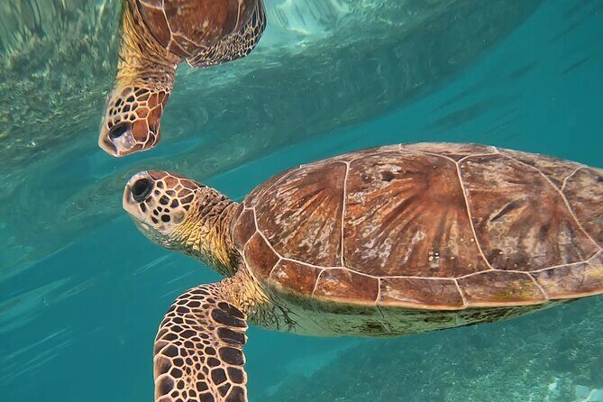 Snorkeling in Daymaniat Island - Timing tips so you don’t lose time at the marina