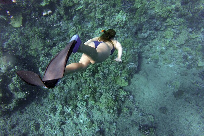 Snorkelling tours to Daymaniyat island - What You’re Really Paying For: $85, Two Boat-Only Snorkel Stops, and Less Hassle