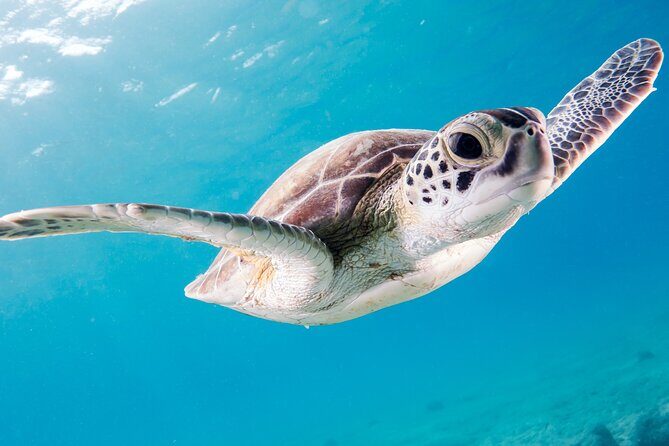 Snorkelling tours to Daymaniyat island - Food and Gear: Included Snacks and Sandwiches (and What You Still Need)