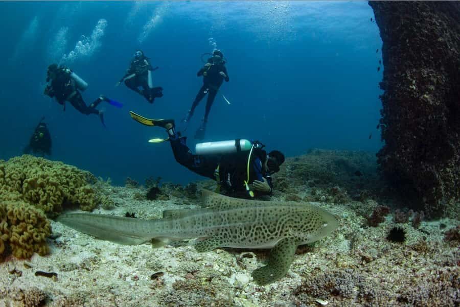 Try scuba Diving Tours To Daymaniyat Islands. - Underwater briefing and gear setup: how they help first-timers feel safe