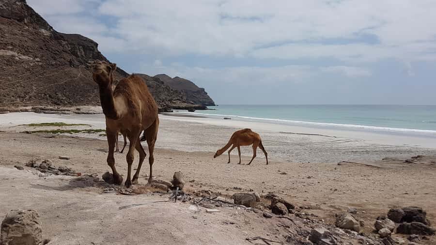 West Salalah: Caribbean of the Orient Fazayah Beaches & City - Al Gharf Farm and the Falaj System: Water Engineering You Can See