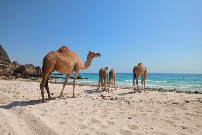 West Salalah Tour by VisitSalalah - Stop 3: Al Mughsail Beach blowholes and wave power