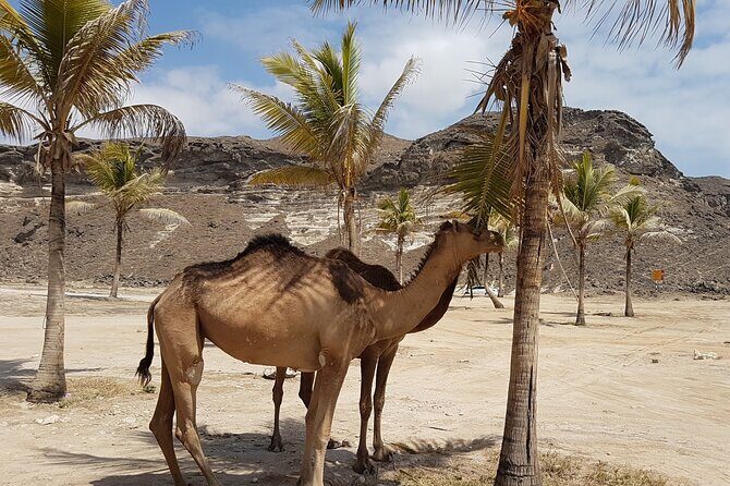 West Salalah Tour - Caribbean of Orient - Fazayah Beach with City - Mughsayl beaches with white sand and wave energy