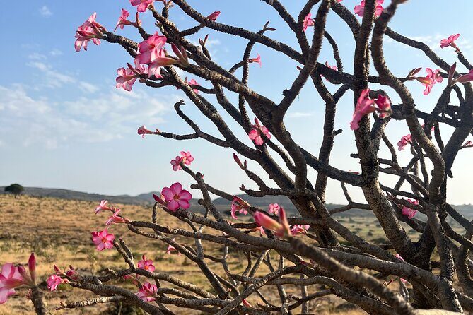 Your Salalah Tour-Your German speaking tour provider/mountain tour - Small-group guiding in German with Uta and Rashid