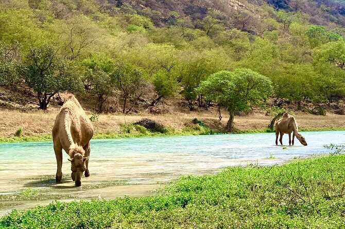 Your Salalah Tour-Your German speaking tour provider/mountain tour - Jabal Samhan near 2,000 m: sea-and-wadi views that reward your time